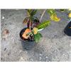 Image 4 : Potted Plant Approx. 42"H