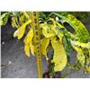 Image 5 : Potted Plant Approx. 42"H