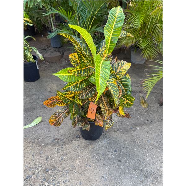 Potted Plant Approx. 42"H