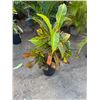 Image 1 : Potted Plant Approx. 42"H