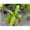 Image 2 : Potted Plant Approx. 42"H