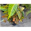 Image 3 : Potted Plant Approx. 42"H