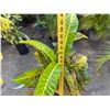 Image 5 : Potted Plant Approx. 42"H