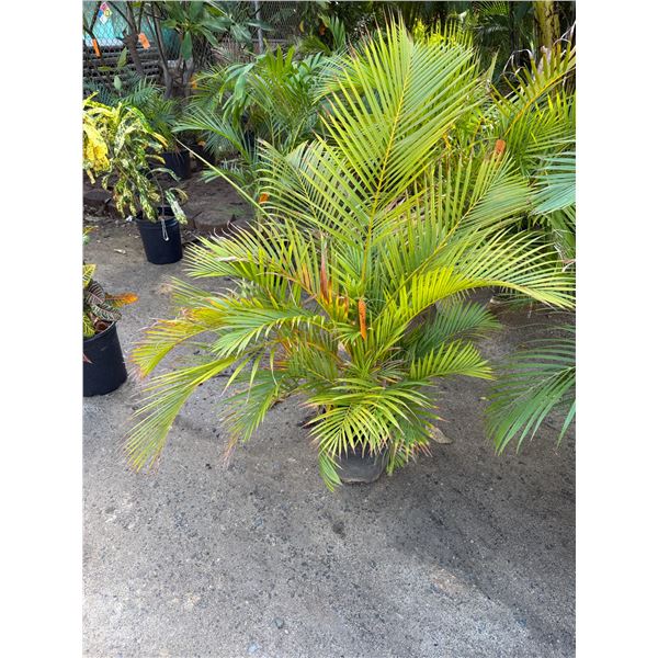 Potted Palm Plant Approx. 50"H