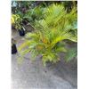 Image 1 : Potted Palm Plant Approx. 50"H