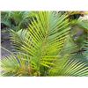 Image 2 : Potted Palm Plant Approx. 50"H