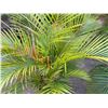 Image 3 : Potted Palm Plant Approx. 50"H
