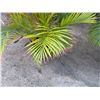 Image 4 : Potted Palm Plant Approx. 50"H