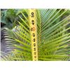 Image 5 : Potted Palm Plant Approx. 50"H