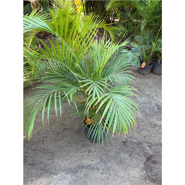 Potted Palm Plant Approx. 44"H