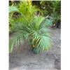 Image 1 : Potted Palm Plant Approx. 44"H