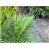 Image 2 : Potted Palm Plant Approx. 44"H