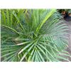 Image 3 : Potted Palm Plant Approx. 44"H