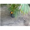 Image 4 : Potted Palm Plant Approx. 44"H