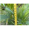Image 5 : Potted Palm Plant Approx. 44"H