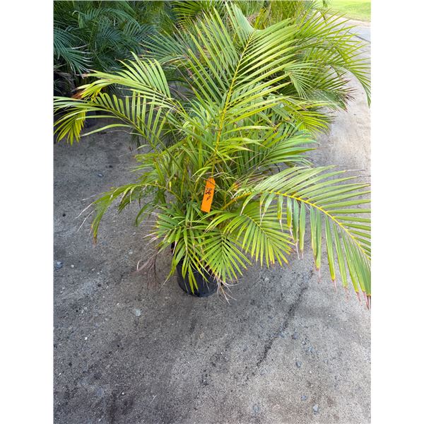 Potted Palm Plant Approx. 44"H