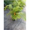 Image 1 : Potted Palm Plant Approx. 44"H