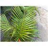 Image 2 : Potted Palm Plant Approx. 44"H
