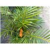 Image 3 : Potted Palm Plant Approx. 44"H