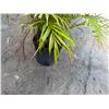 Image 4 : Potted Palm Plant Approx. 44"H