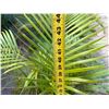 Image 5 : Potted Palm Plant Approx. 44"H