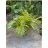 Image 1 : Potted Palm Plant Approx. 44"H