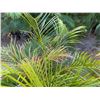 Image 2 : Potted Palm Plant Approx. 44"H