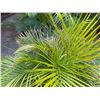 Image 3 : Potted Palm Plant Approx. 44"H
