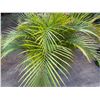 Image 4 : Potted Palm Plant Approx. 44"H