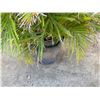 Image 5 : Potted Palm Plant Approx. 44"H