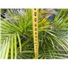 Image 6 : Potted Palm Plant Approx. 44"H