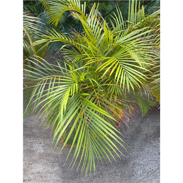 Potted Palm Plant Approx. 36"H