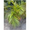 Image 1 : Potted Palm Plant Approx. 36"H