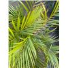 Image 2 : Potted Palm Plant Approx. 36"H