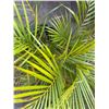 Image 3 : Potted Palm Plant Approx. 36"H