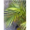 Image 4 : Potted Palm Plant Approx. 36"H