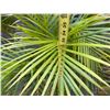 Image 5 : Potted Palm Plant Approx. 36"H