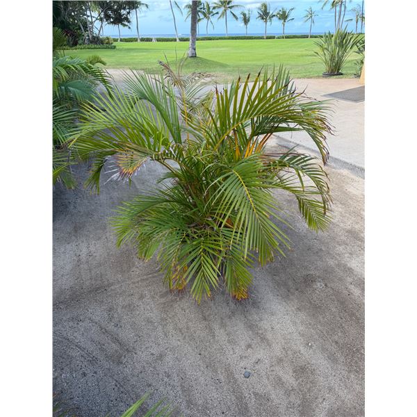 Potted Palm Plant Approx. 41"H