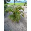 Image 1 : Potted Palm Plant Approx. 41"H