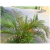 Image 2 : Potted Palm Plant Approx. 41"H