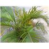 Image 3 : Potted Palm Plant Approx. 41"H