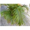 Image 4 : Potted Palm Plant Approx. 41"H