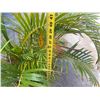 Image 5 : Potted Palm Plant Approx. 41"H