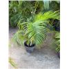 Image 1 : Potted Palm Plant Approx. 45"H