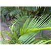 Image 2 : Potted Palm Plant Approx. 45"H