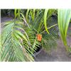 Image 3 : Potted Palm Plant Approx. 45"H