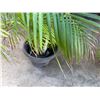 Image 4 : Potted Palm Plant Approx. 45"H