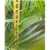Image 5 : Potted Palm Plant Approx. 45"H