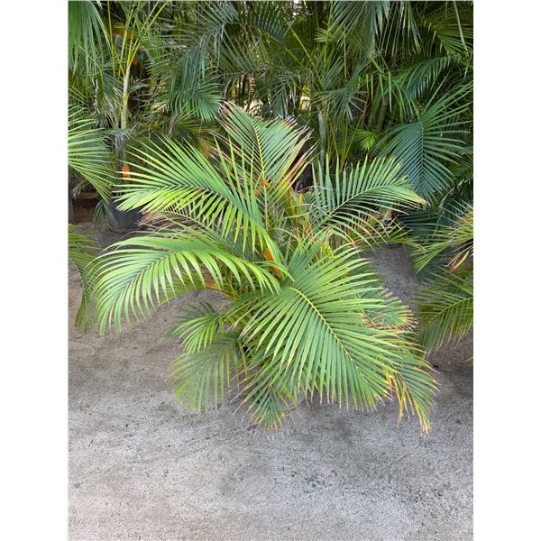 Potted Palm Plant Approx. 46"H