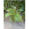 Image 1 : Potted Palm Plant Approx. 46"H